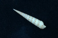 藏品(蒼白筍螺 )的圖片